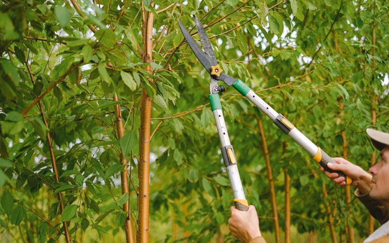 Tree trimming in Hortonville, NY